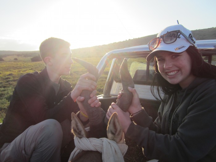 Two volunteerers blindfold a hartebeest