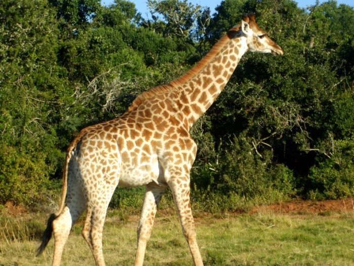 A giraffe strolling through the Shamwari Conservation Experience