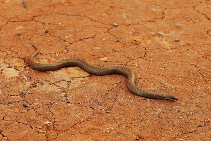 A slug eater, a snake from South Africa