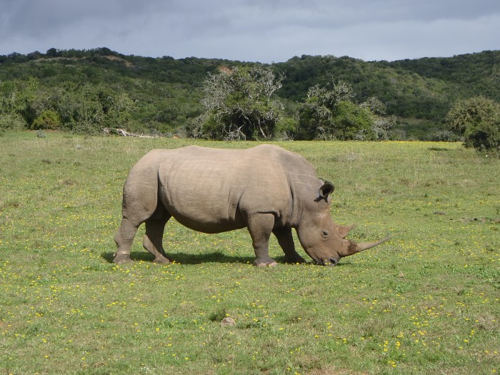 Rhino grazing at the Shamwari Conservation Experience