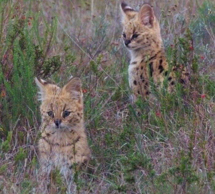 Several kittens at the Shamwari Game Reserve