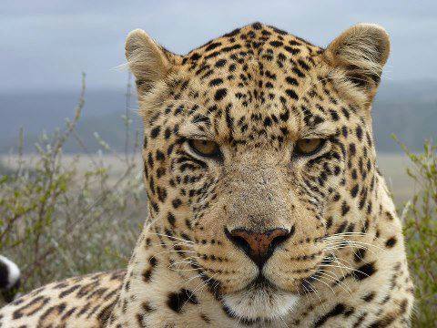 Leopard scowling straight at the camera