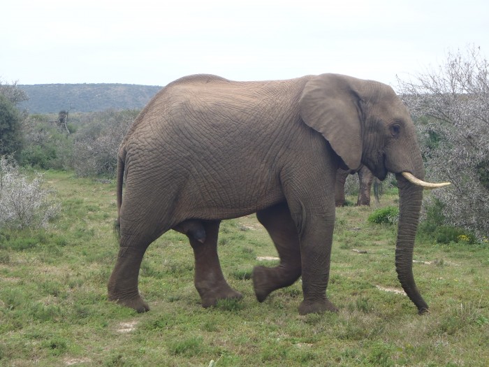 An elephant bull strolling across the Shamwari