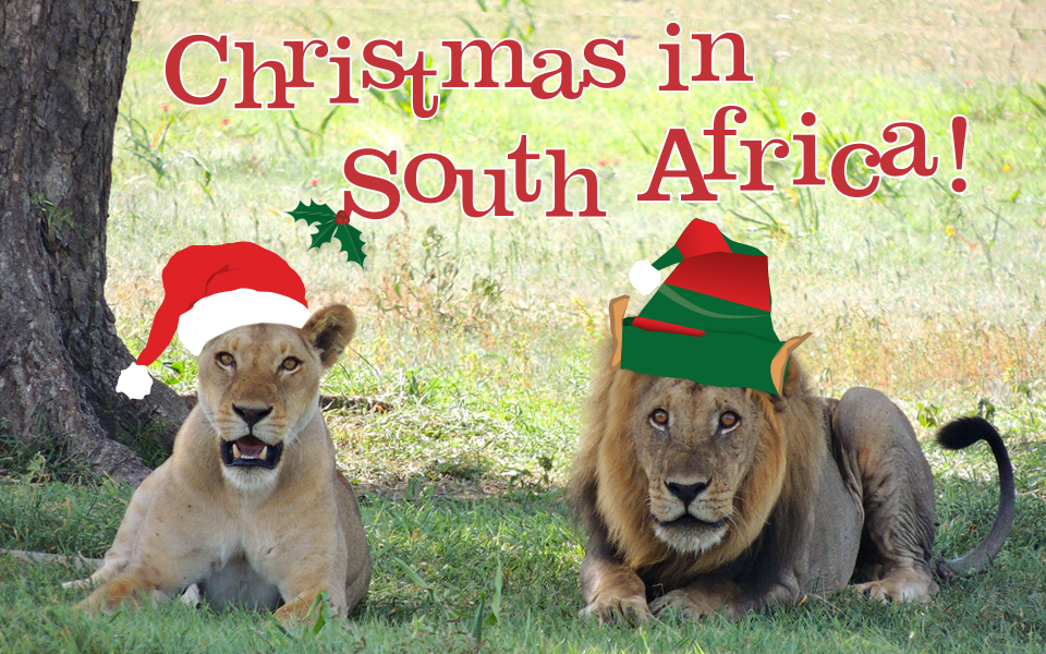 Two lions celebrating Christmas in South Africa