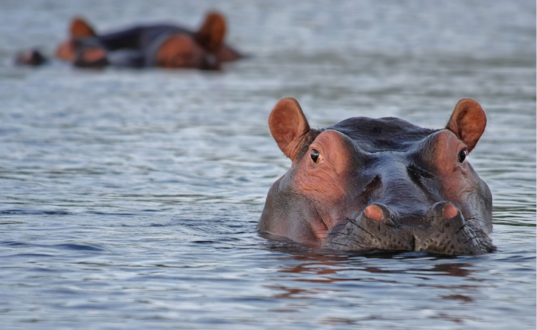 Hippo swimming in the river in South Africa