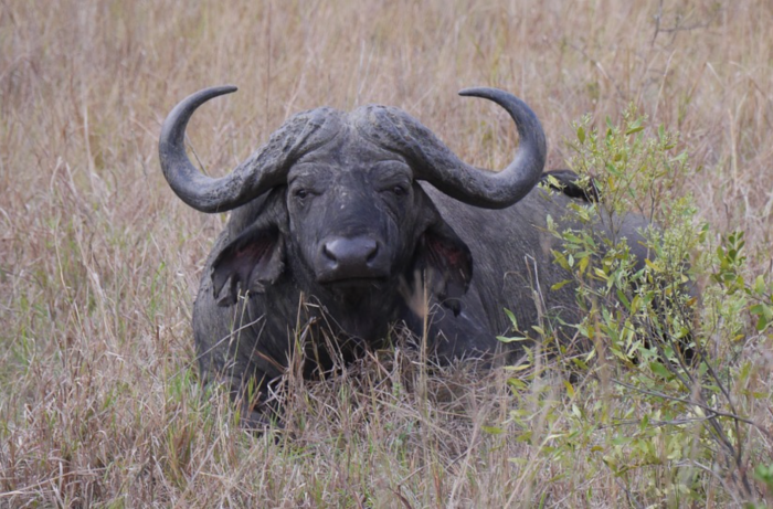 An African buffalo with big horns standing in the field in South Africa