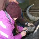A buffalo is treated by a vet and student