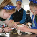 A small puppy gets treated by the veterinary volunteers