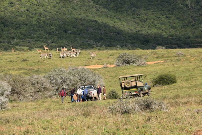 A herd of zebra stand in the distance of a hill as volunteers treat an animal nearby