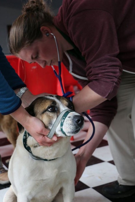 A veterinary student treats a poorly dog