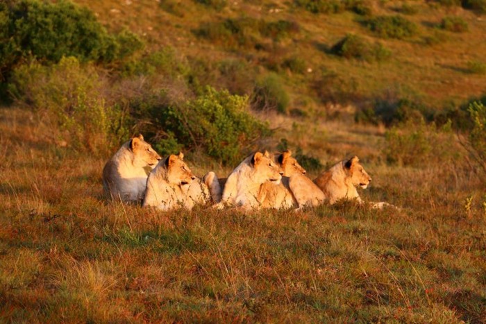 A pride of lionesses in the wild