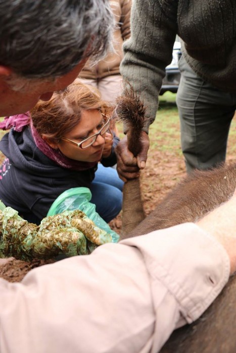 A volunteer treating a wild animal