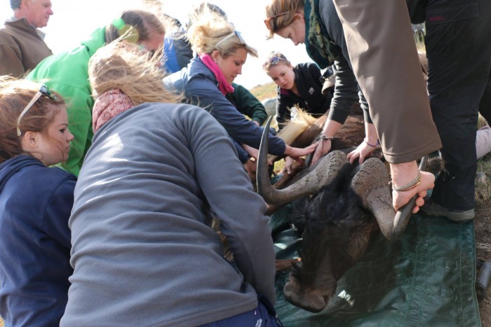 A buffalo receives treatment from volunteers