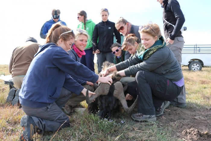 volunteers on a Vet Eco Safari Experience project treat a sedated animal