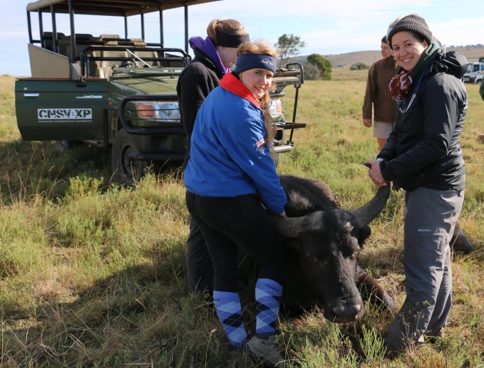 volunteers holding a sedated buffalo