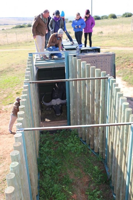 Volunteers release a buffalo into it's enclosure at the Shamwari Conservation Experience
