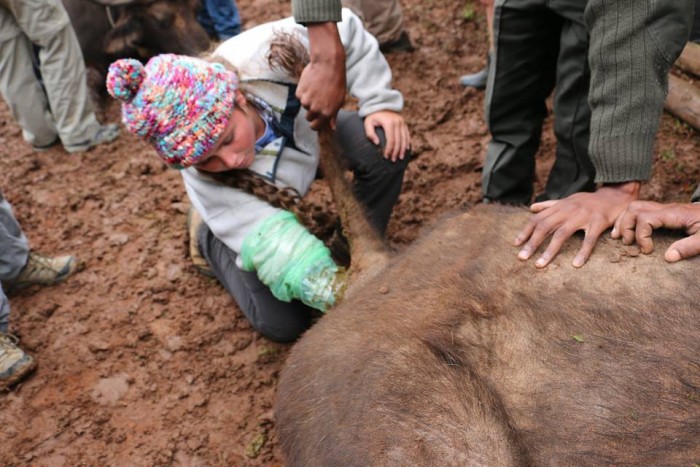 A volunteer treats a buffalo's rear end