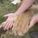 A human hand compared to a lion's paw