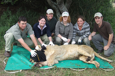 Volunteers pose with a sedated lion