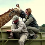 Amakhala vets working with a giraffe