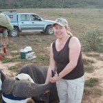 A Gap Africa volunteer posing with a buffalo