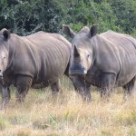 Two rhinos congregating in the african plains
