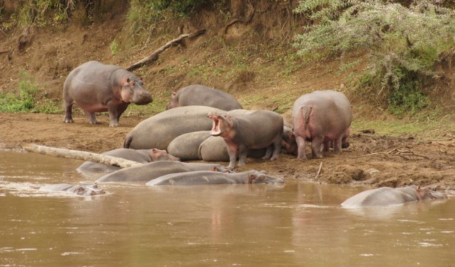 Hippos around lake in Africa