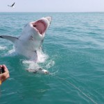 A shark jumps out of the water as volunteers take pictures