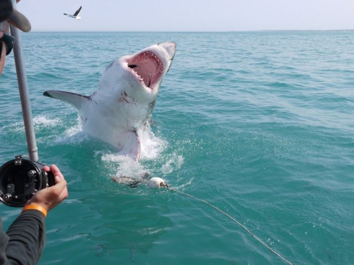 A shark jumps out of the water as volunteers take pictures