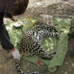 A leopard that has been darted and is ready for treatment