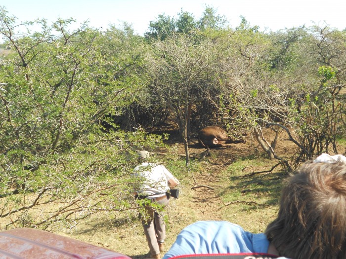 Students watch on as a vet approach a sedated buffalo