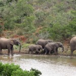 A group of elephants leave their watering hole