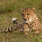 A cheetah laying in the grass