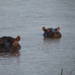 Two hippos submerged beneath the water