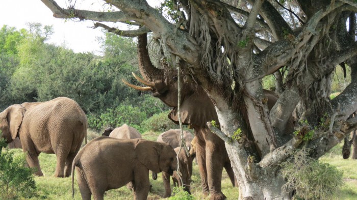 A herd of elephants use their trunks to grab food from a tree