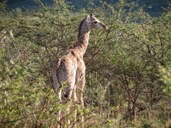 A baby giraffe has eating from a small tree