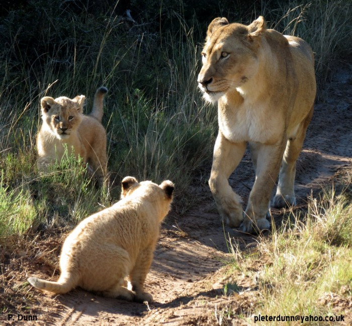 A lioness and her cubs in the tyre tracks