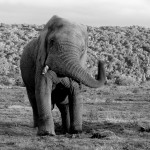 An elephant swings its trunk towards the camers
