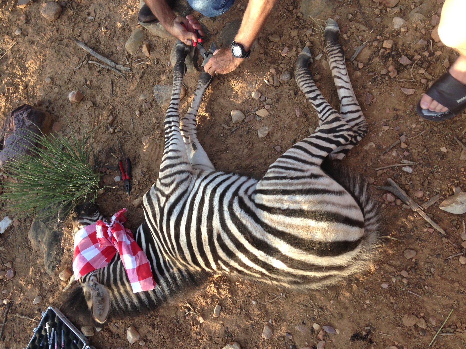 A vet trims a sedated zebra's hooves
