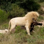 A white lion and lioness eat a buffalo they have killed