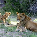 A lioness and her cubs enjoying the shade in South Africa
