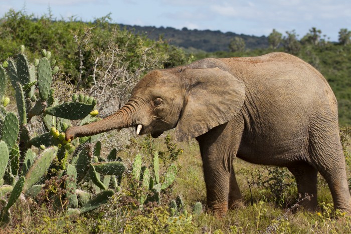 An elephant eating from a cactus plant