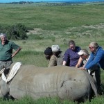 Volunteers help to treat a rhino that has been darted