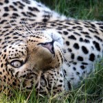 A leopard laying in the grass upside down