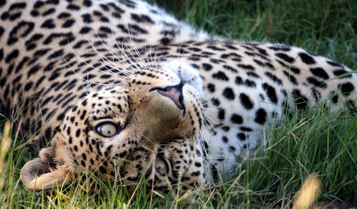 A leopard laying in the grass upside down