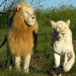 White lion's sprinting through the South Africa overgrowth
