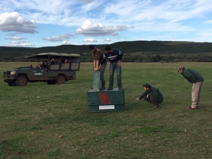 volunteers on the "Pre" Vet Eco Experience release a cheetah into the wild