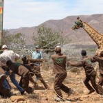 A blinded giraffe is pulled on to a truck by the karoo staff