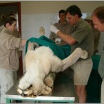 Shamwari vets and volunteers work to treat a lion