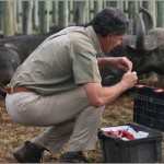 A vet nearby a resting buffalo
